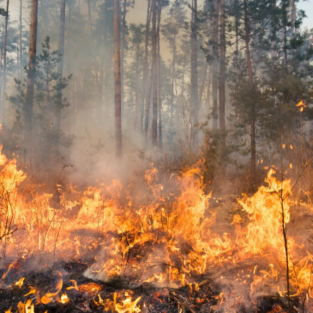 Incendie dans une forêt de pin